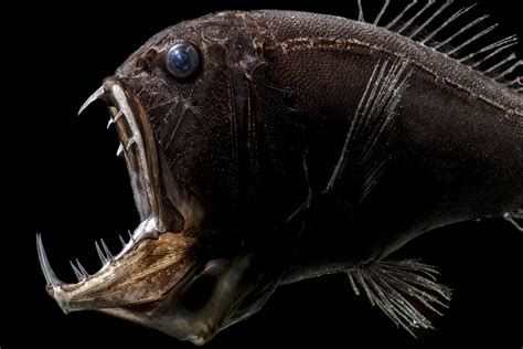 deep sea fish|Animals of the Deep .